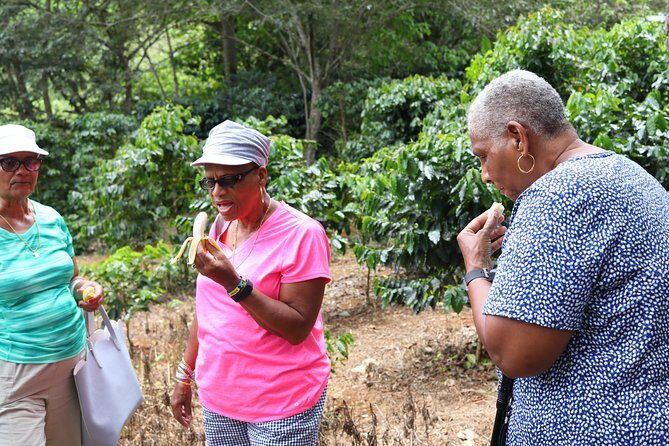 Taste of Jamaica Farm Cookout - Getting Out of Ocho Rios: Fern Gully and the Route to Real Jamaica