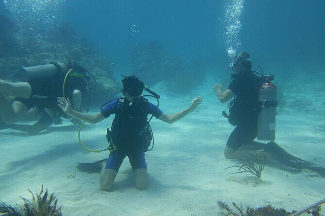 Two Tank Dive in Montego Bay w/Certified Divers - Reef time with Carl: what you’ll likely see underwater