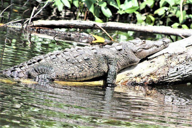 YS Falls and Black River Safari Guided Tour from Montego Bay and Grand Palladium - Should you book the YS Falls and Black River safari?