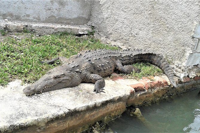 YS Falls and Black River Safari Guided Tour from Montego Bay and Grand Palladium - Lunch at the riverside dock before the cruise