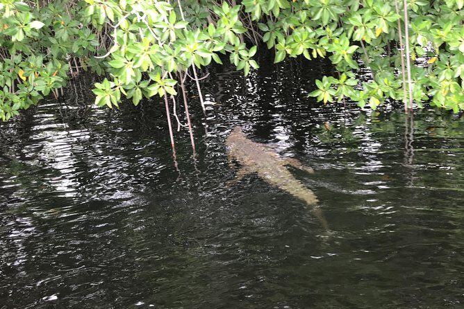 YS Falls, Black River Safari, Floyd’s Pelican Bar - Price and Logistics: What You’re Paying For at $179.50